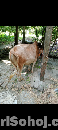 একটি দেশেও জাতের ষাঁড় গরু অবিশ্বাস্য দামের বিক্রি করা হবে